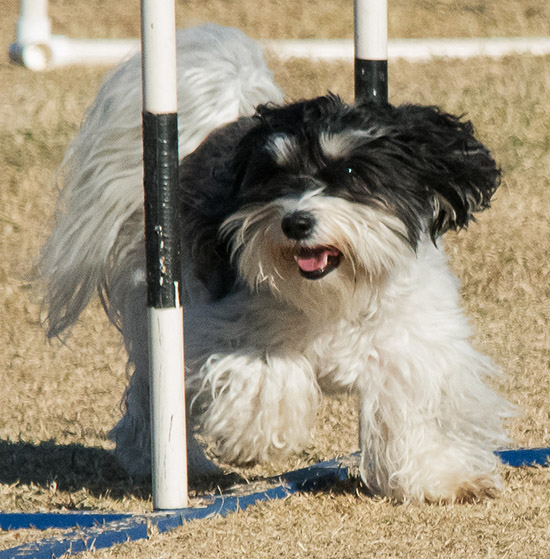 Havanese champion