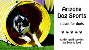 Havanese agility training