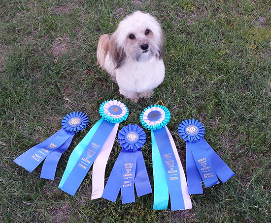 Havanese agility winner