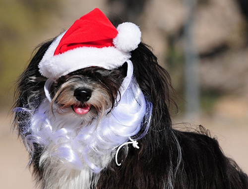 Havanese agility weaves