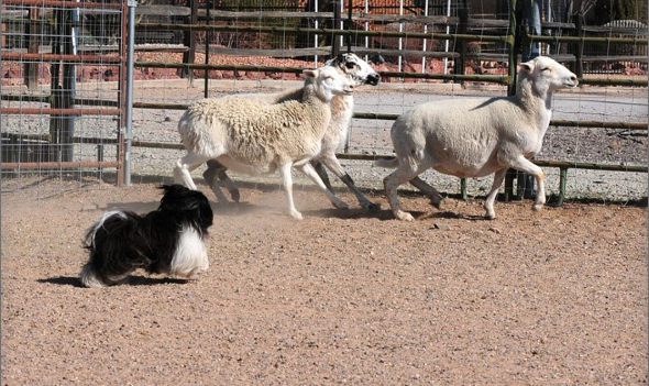 Havanese agility winner