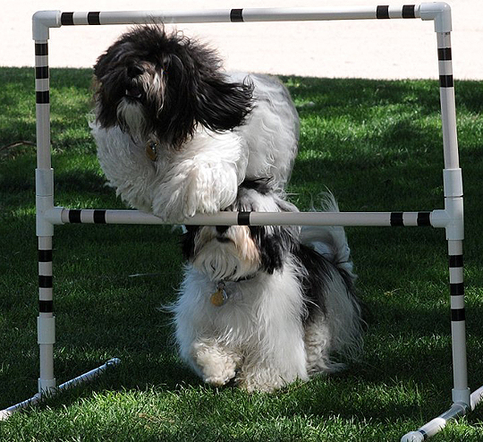 Havanese agility training