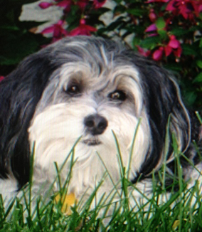 Chandler Havanese Puppies For Sale