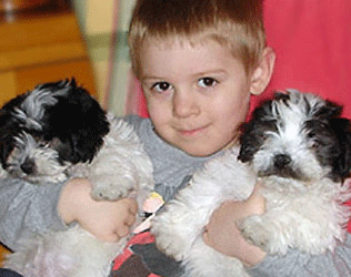 Chandler Havanese Puppies For Sale