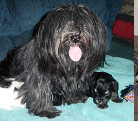 Tempe Havanese Puppies For Sale