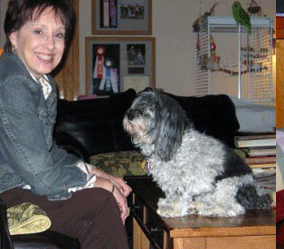 Apache Junction Havanese Puppies For Sale