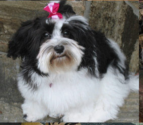 Scottsdale Havanese Puppies For Sale
