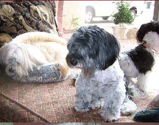 Phoenix Havanese Puppies For Sale