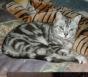 Glendale Havanese Puppies For Sale