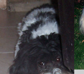 Sedona Havanese Puppies For Sale