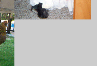 Flagstaff Havanese Puppies For Sale