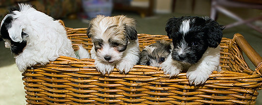basket full of Havanese puppies
