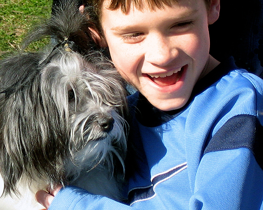 silver Havanese with laughing boy