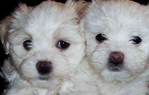 two white Havanese puppies