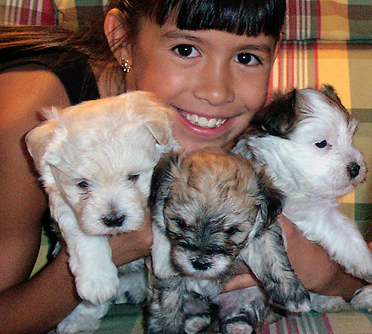 pretty girl with three Havanese puppies
