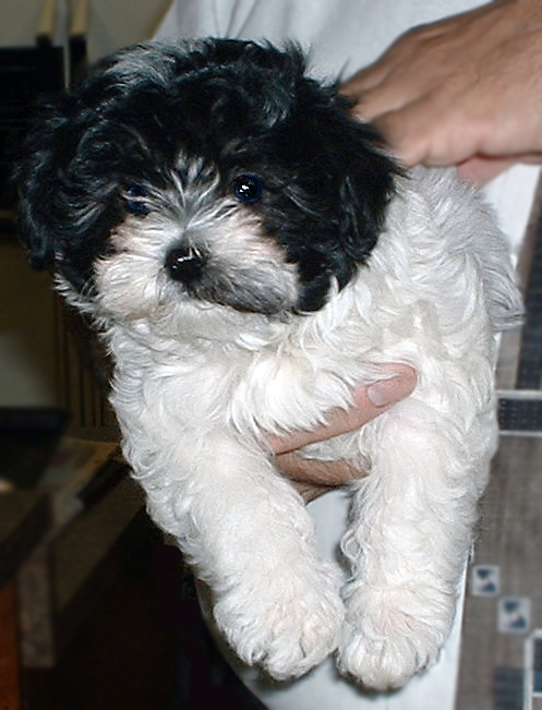 fluffly black and white Havanese puppy