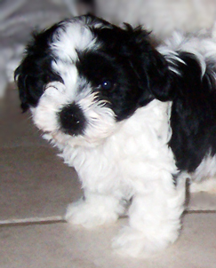 black and white Havanese puppy face and front paws