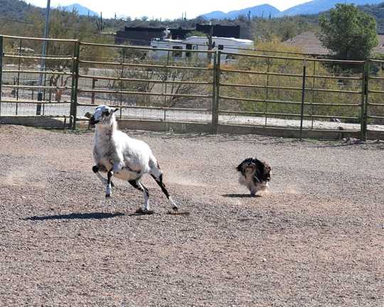 black and white Havanese dog face