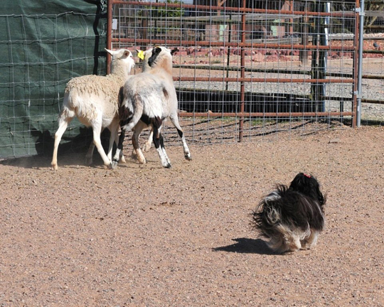 Black Havanese with Siamese Cat