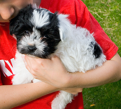black and white Havanese puppy held by child
