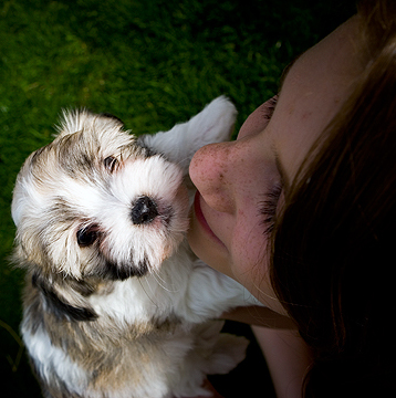 sable and white Havanese puppy with girl