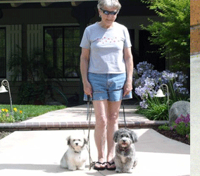 Gilbert Havanese Puppies