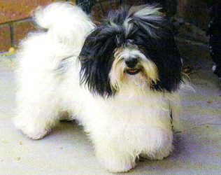 Apache Junction Havanese Puppies