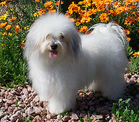 Queen Creek Havanese Puppies