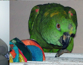 Ahwatukee Havanese Puppies