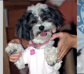 Phoenix Havanese Puppies