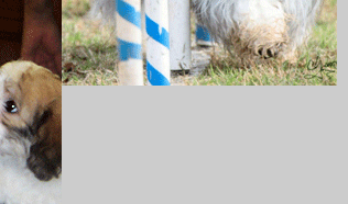 Ahwatukee Havanese Puppies