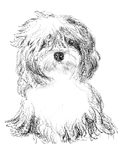 sketch of havanese