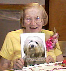 Puppies Havanese Arizona