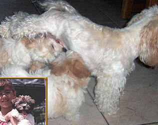 havanese apache junction