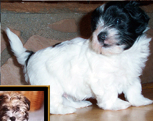 havanese ahwatukee