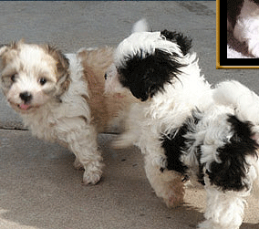 phoenix havanese