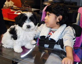 apache junction havanese