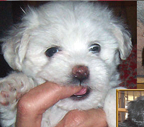 queen creek havanese