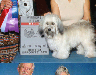 Havanese Octotillo