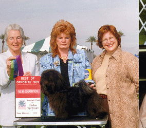 Apache Junction Havanese
